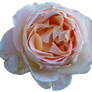 Rose Precut