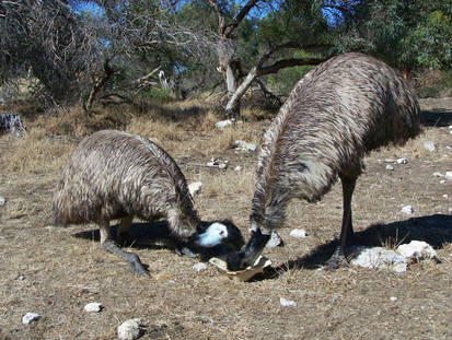 Emu Stock 3