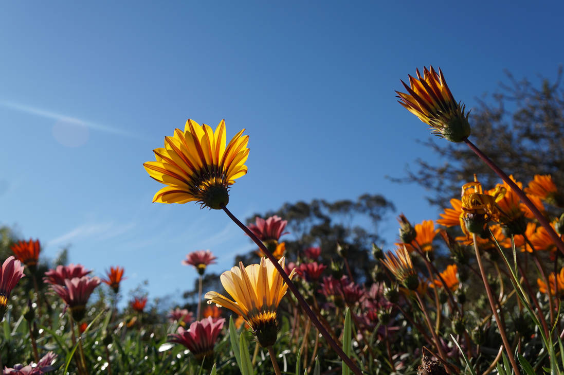 Wildflower Riot Stock 1