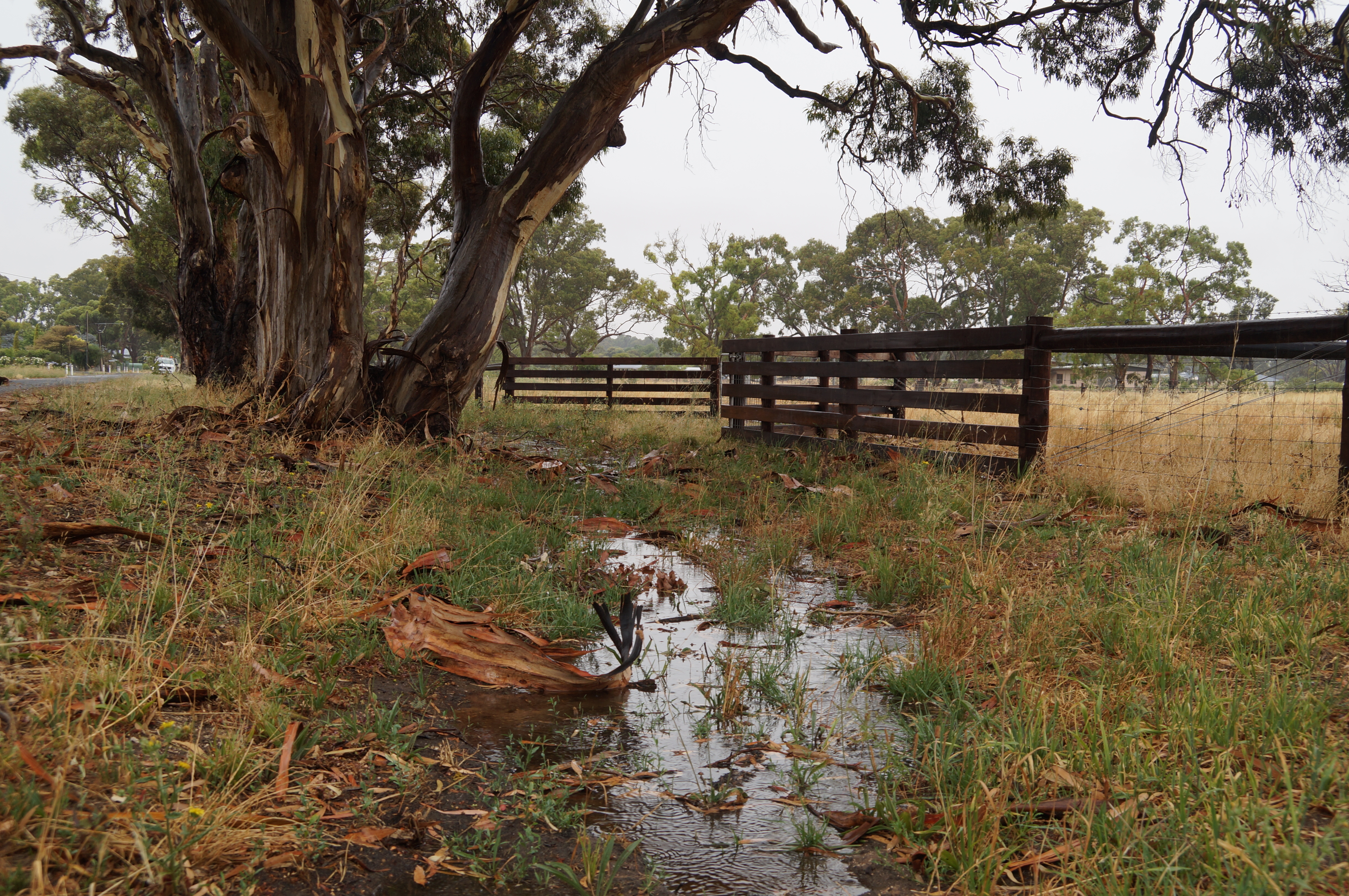 Summer Rain Stock 1