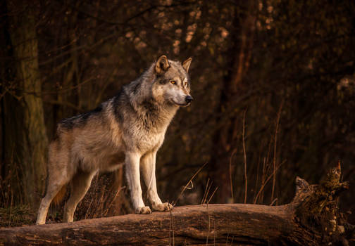 Timber Wolf