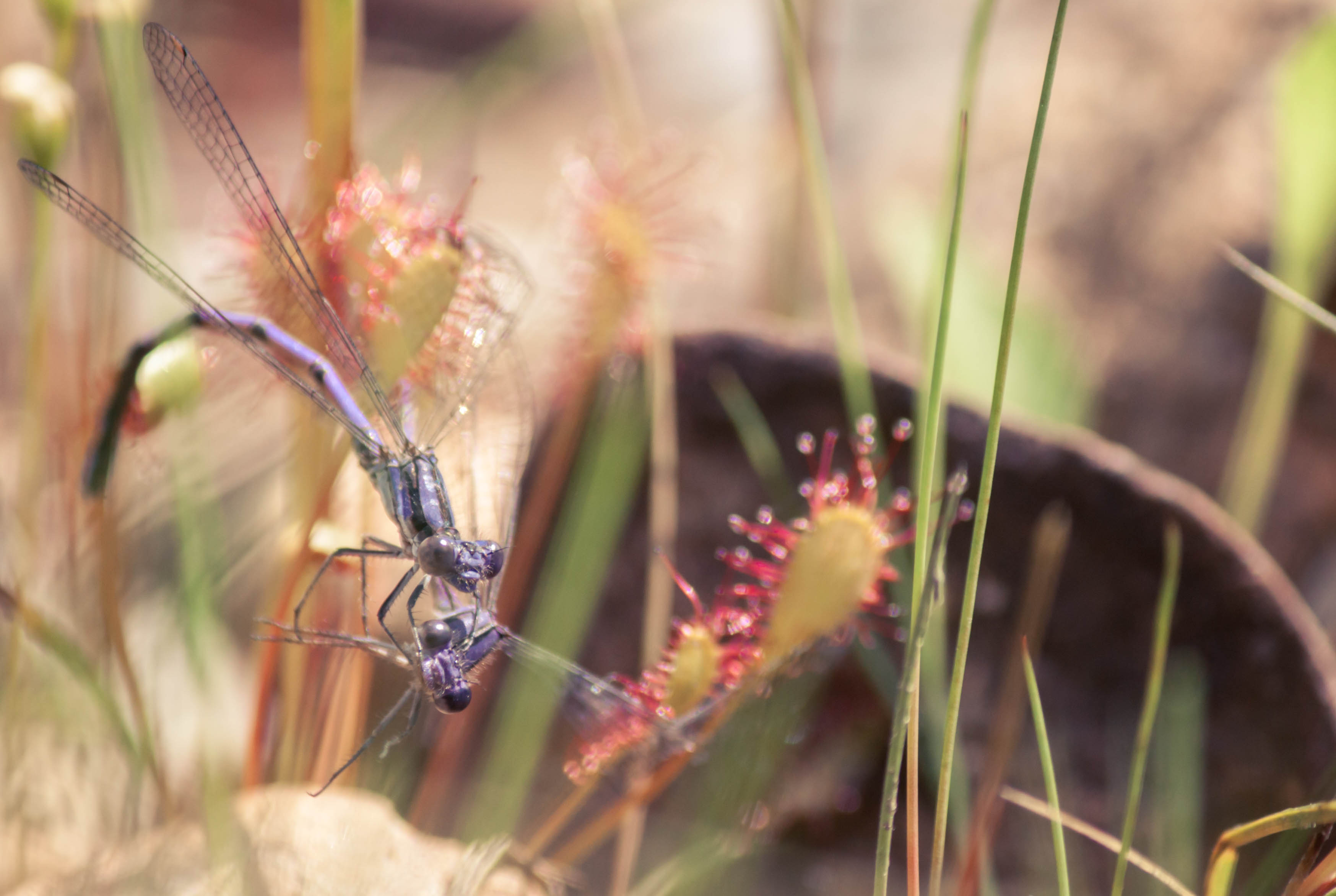 Two mating damselflies caught by a sundew