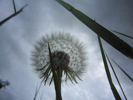 03 - Dandelion