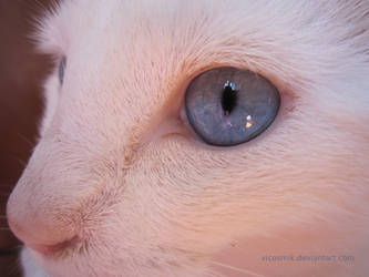 My Cat's Eye Blue Lagon