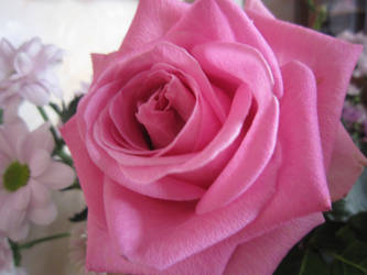 Pink Flower Love