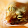 Leopard Gecko