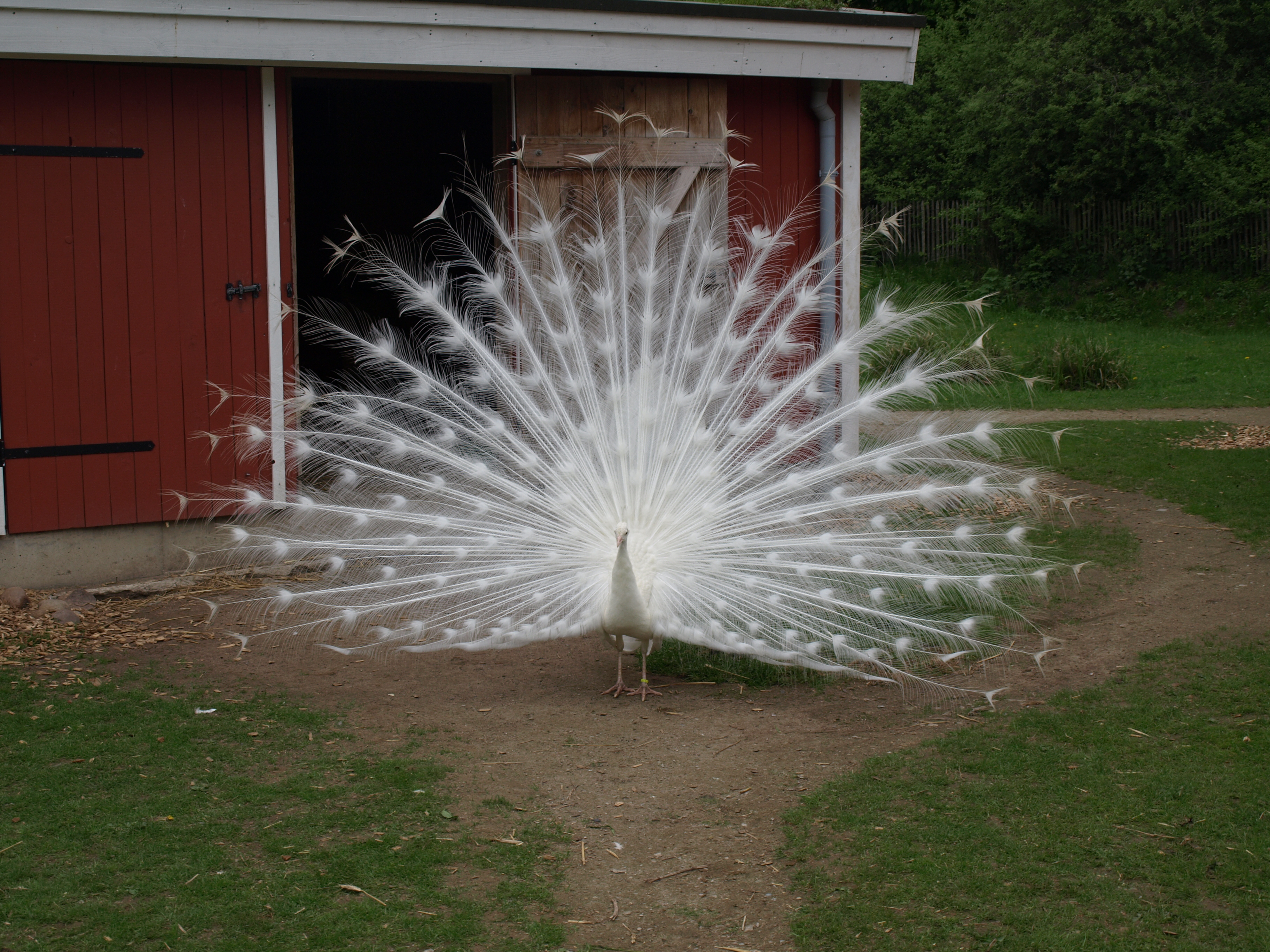 STock White Peacock