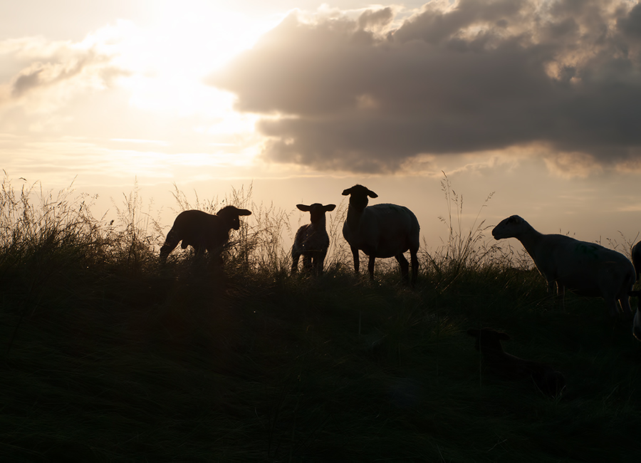 Sheep in the sunset