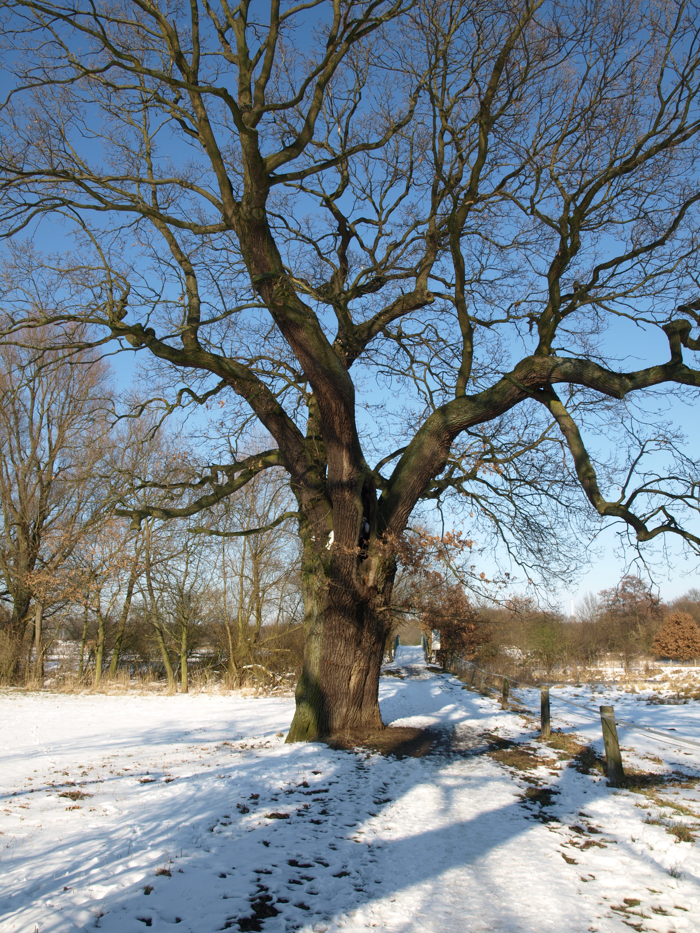 STOCK Tree in winter