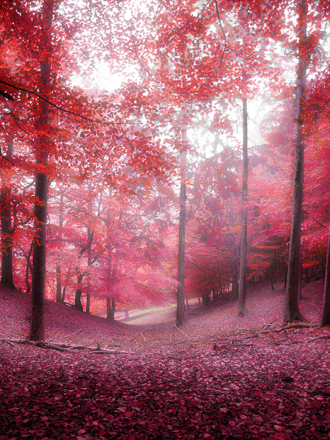 Red forest