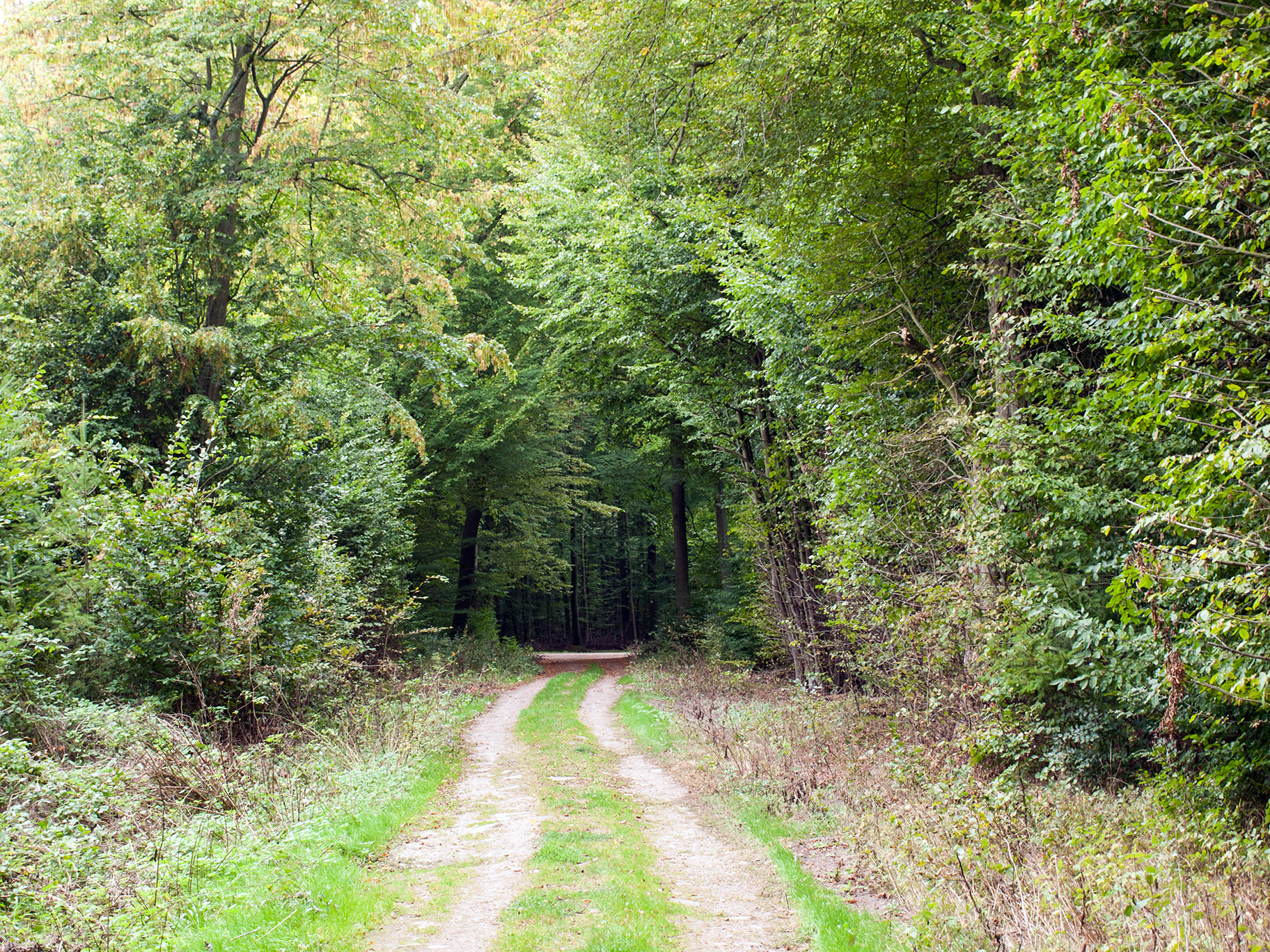 STOCK Forest