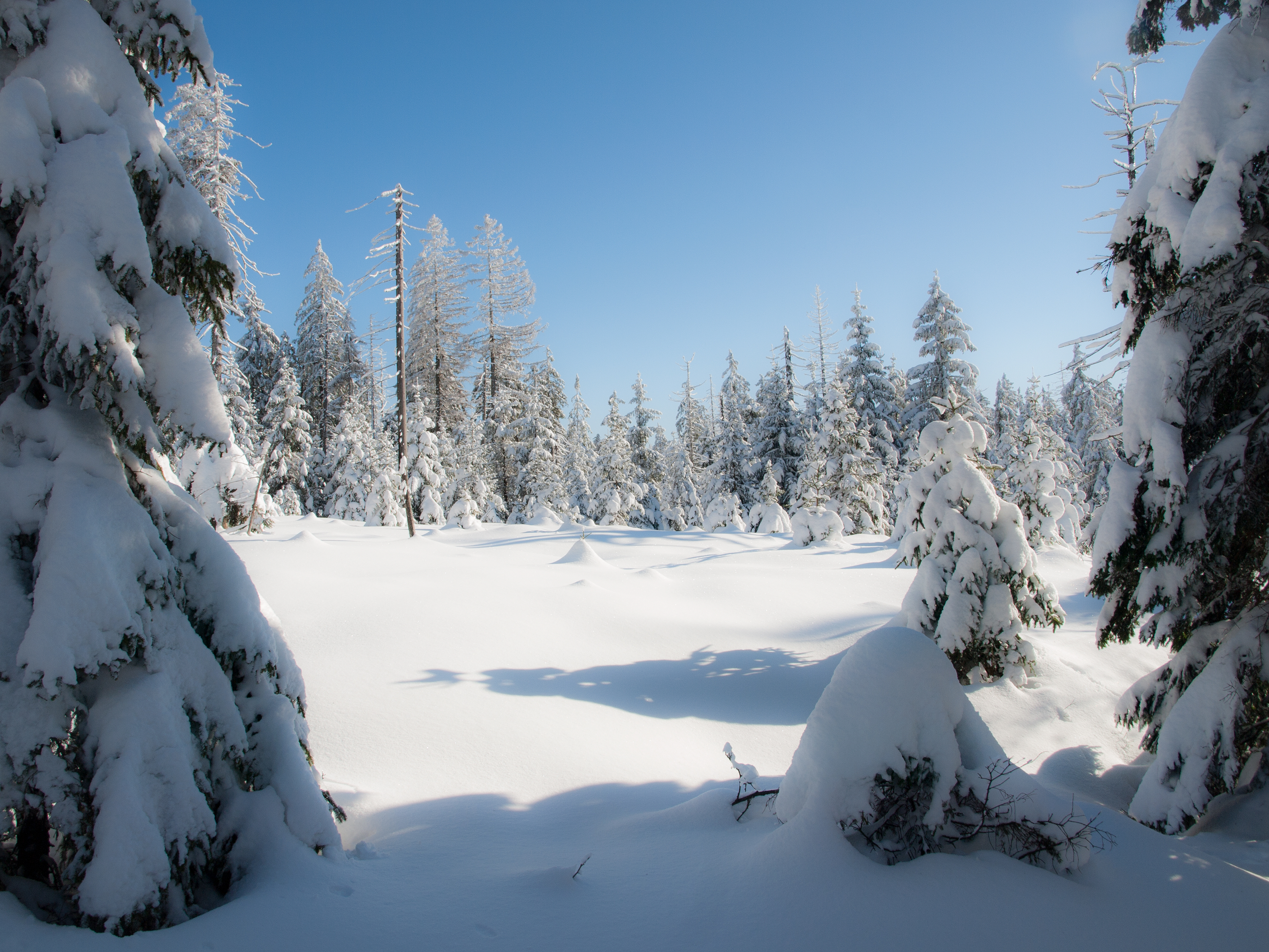 STOCK Winter Harz/Germany 2