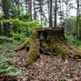 STOCK Stump