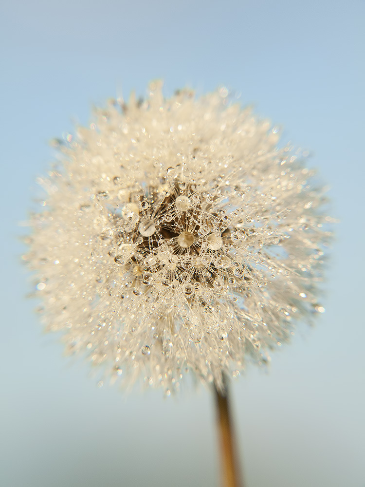 Dandelion 1