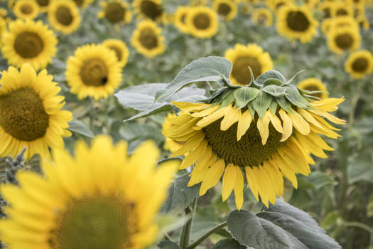 STOCK Sunflowers