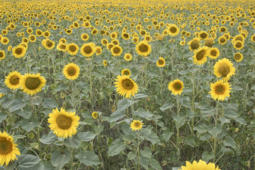 STOCK Sunflowers