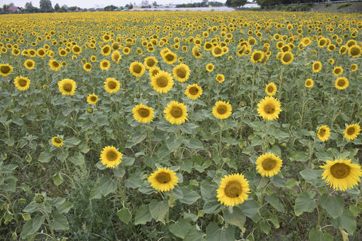 STOCK Sunflowers