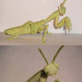 Praying mantis