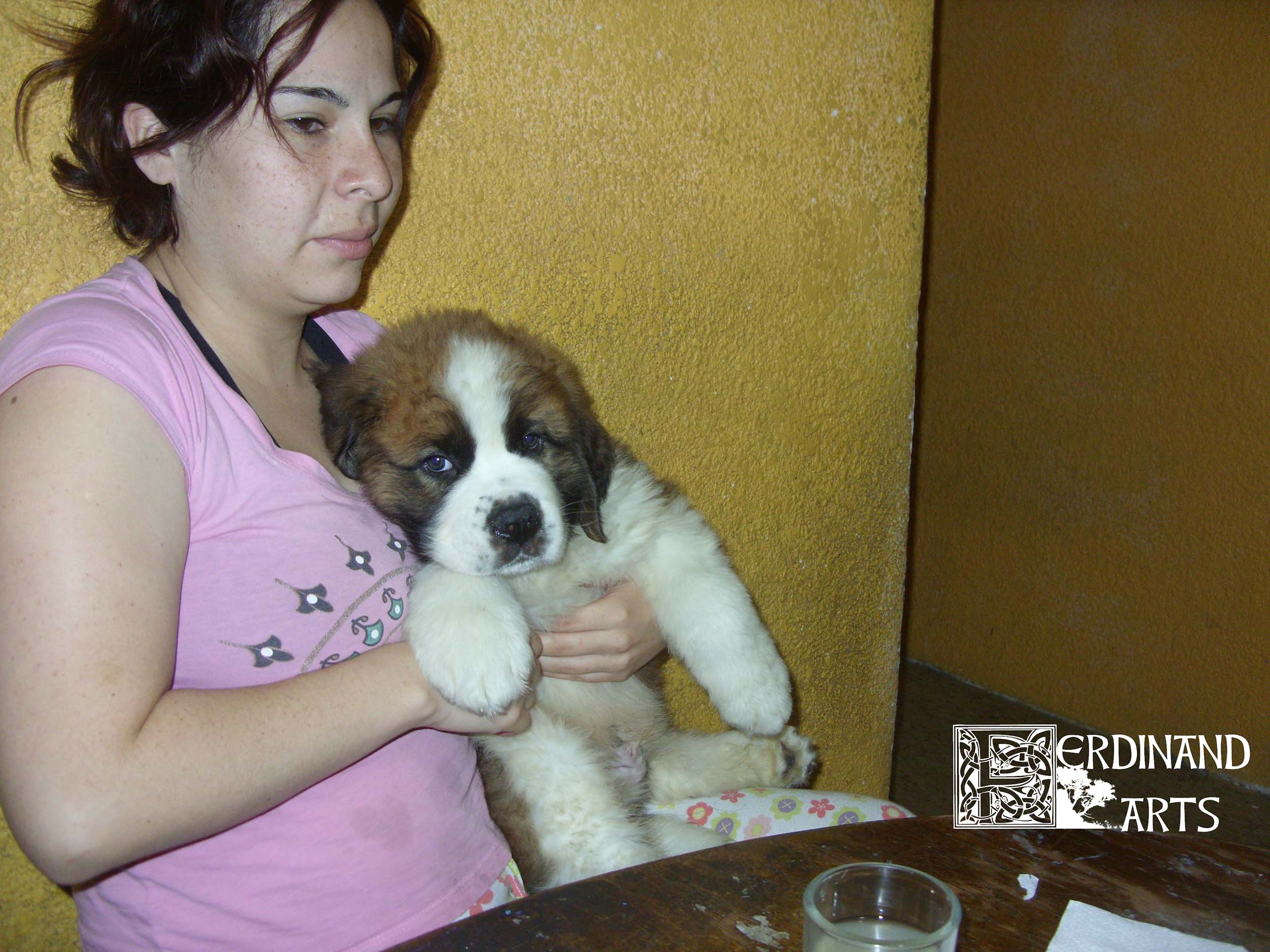 St bernard puppie