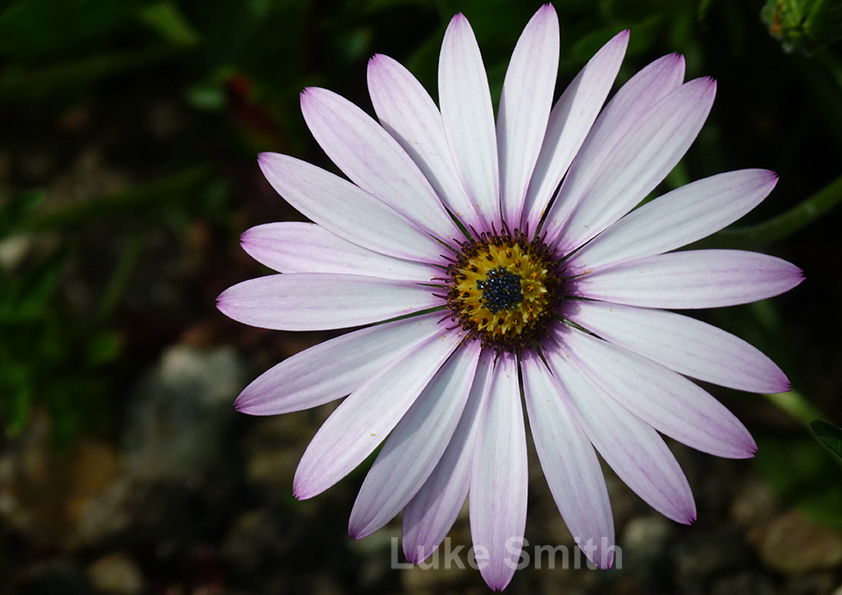 Anemone