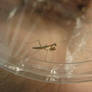 My pet mantises 2