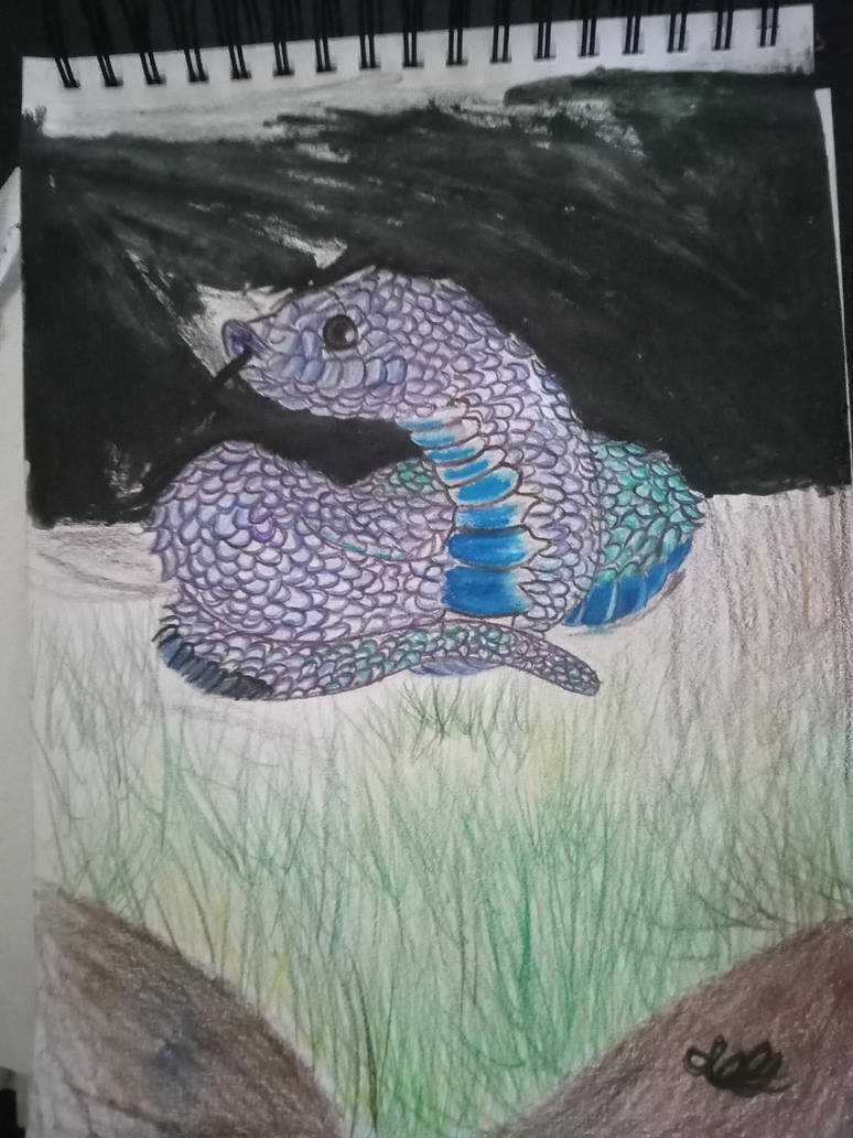 Hognose snake drawing by Elvenwarblazer on DeviantArt