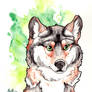 Mexican Gray Wolf - Watercolor Bust
