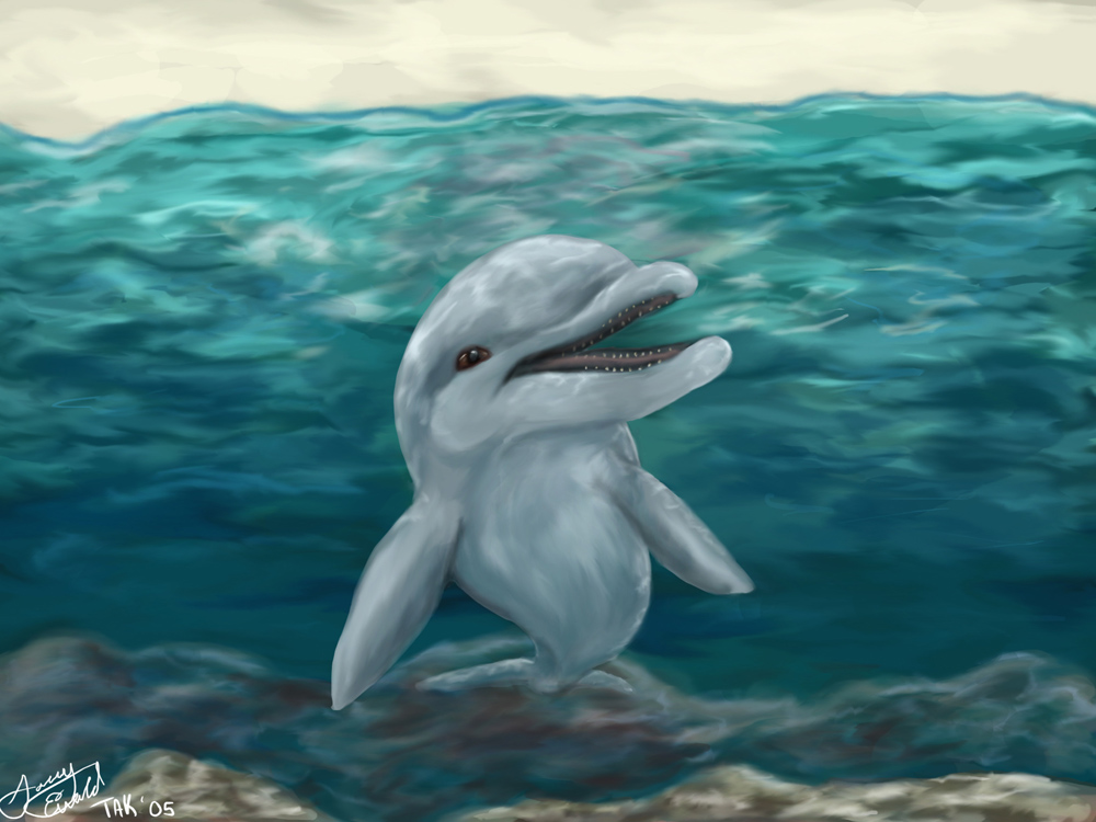 A Dolphin