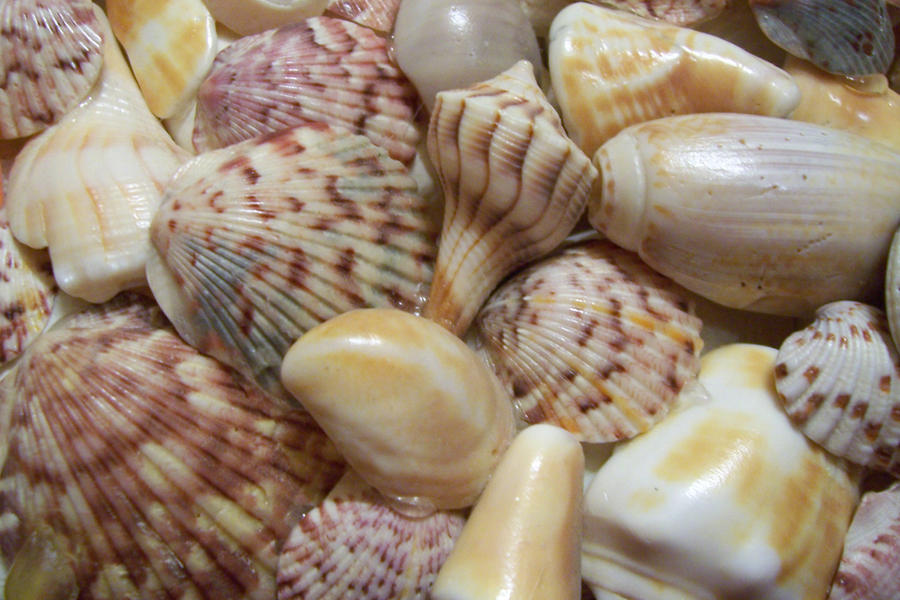 Seashell texture 3