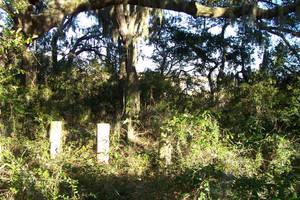 Woodsy setting with sunshine