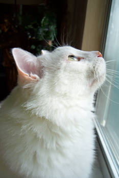 In the Mind of a Cat, stock