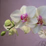 Orchid