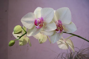 Orchid