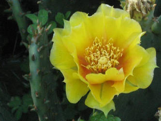 Cactus Flower