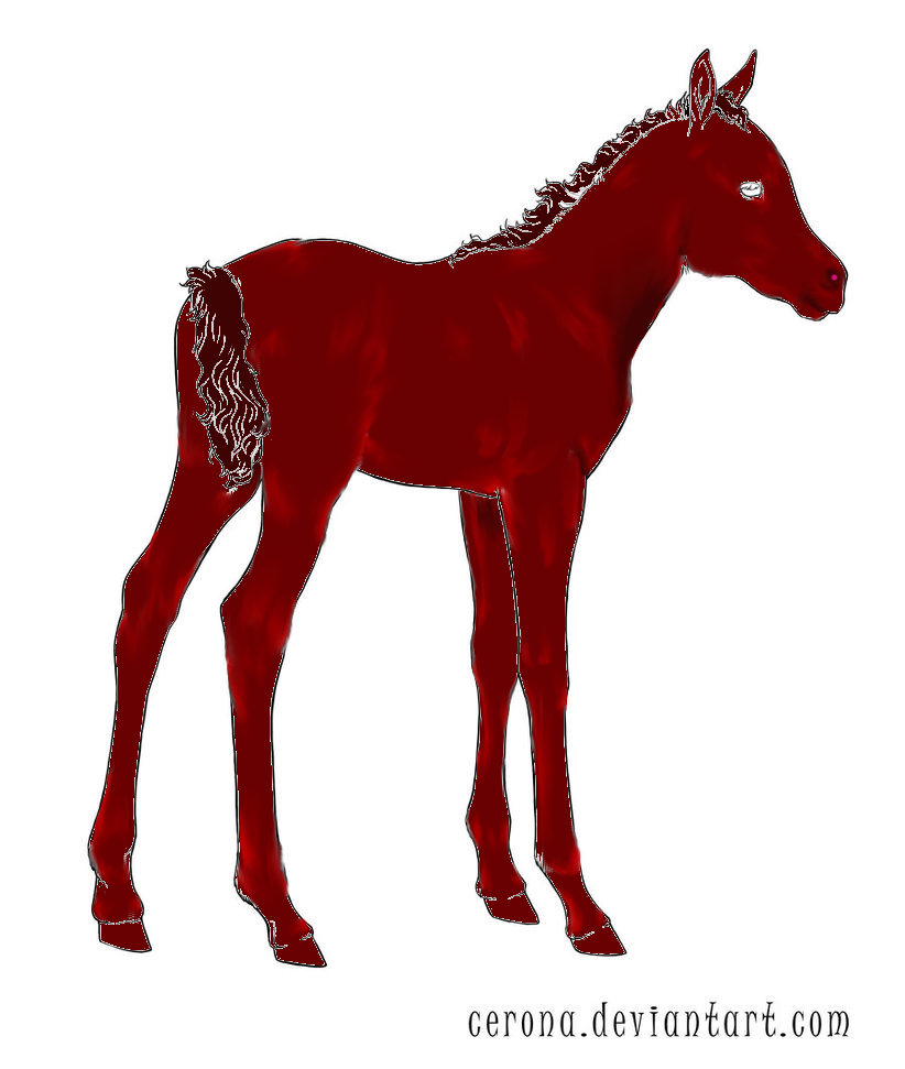 Foal