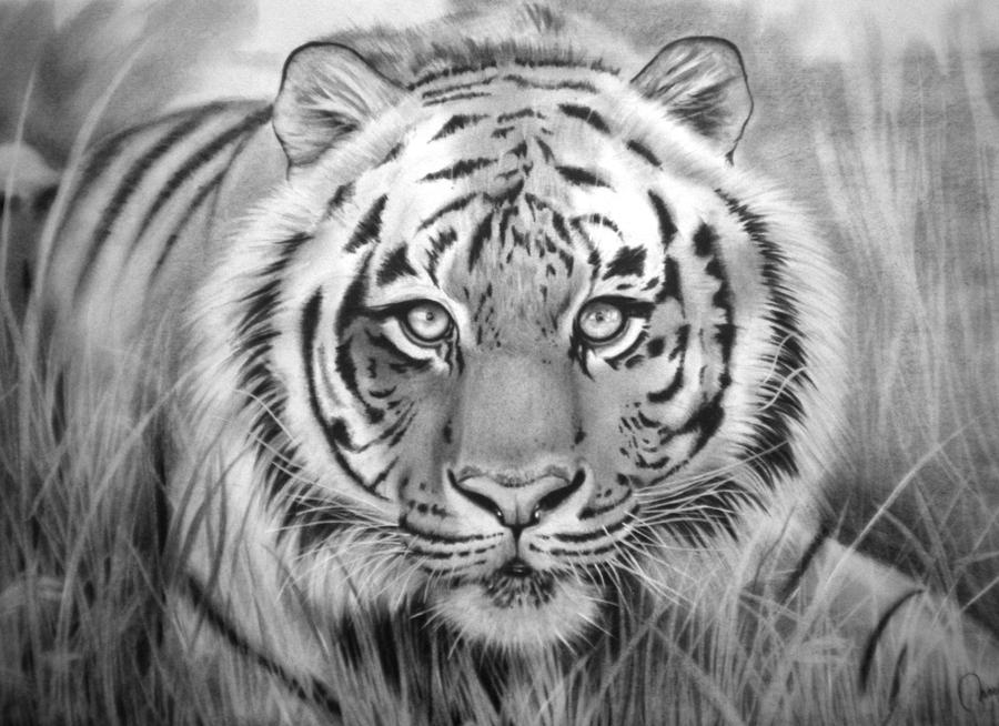 Tigre - Grafito-