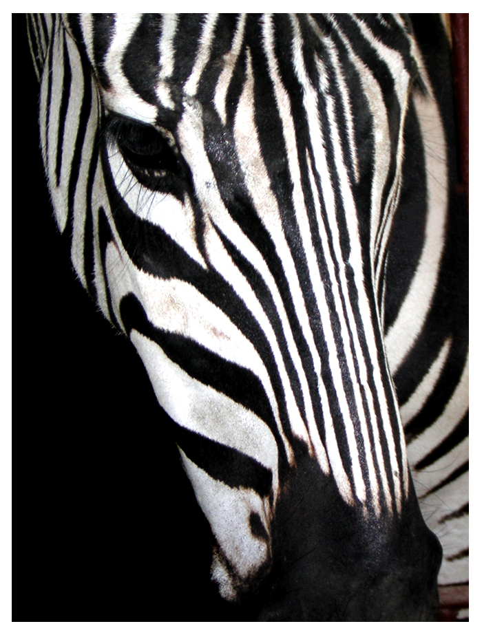 Zebra