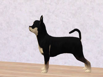 Sims 3: Chihuahua Atas (original)