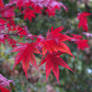 Red maple leaves