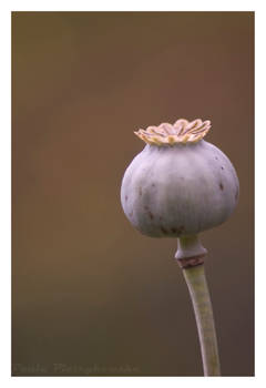 poppy-head