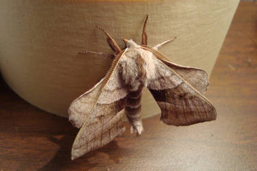 Moth