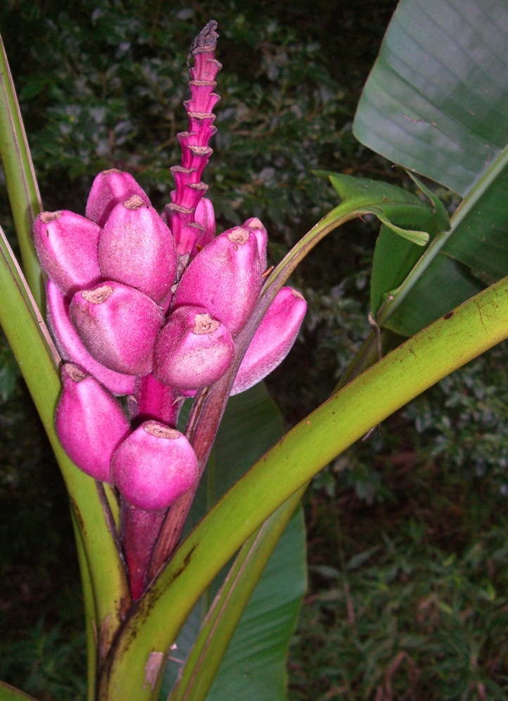 Pink Bananas