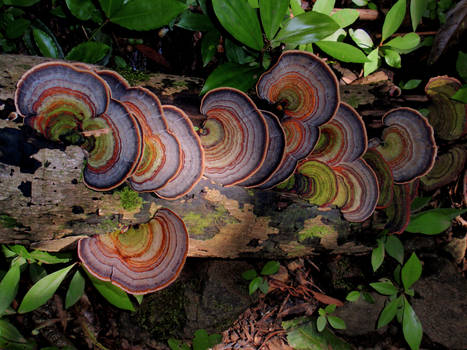 Fungi on a rain forest log