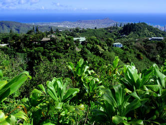 Diamond Head and Ti Plants