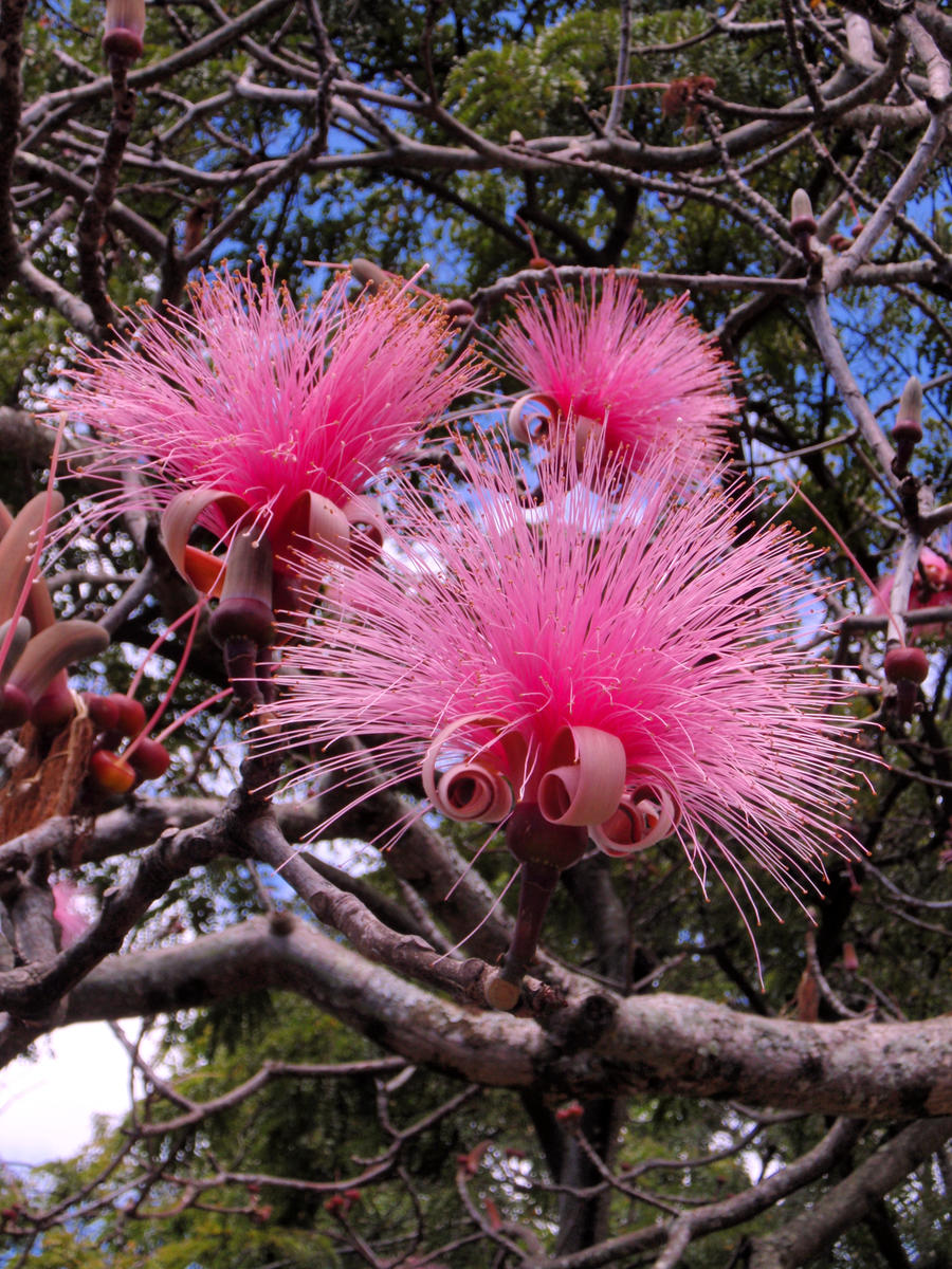 Bombax tree in full bloom by joeyartist on DeviantArt