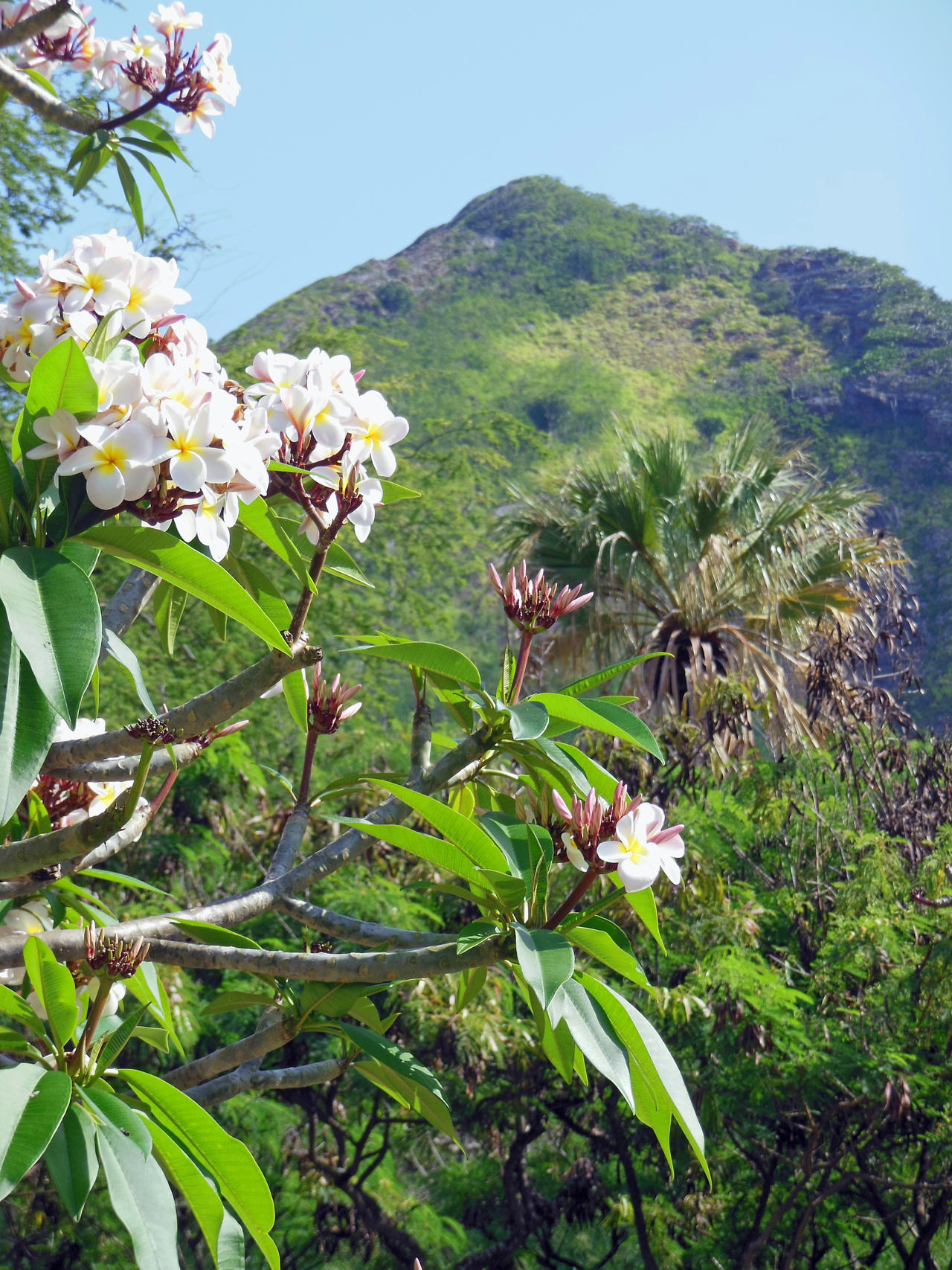 Hawaiian Plumeria