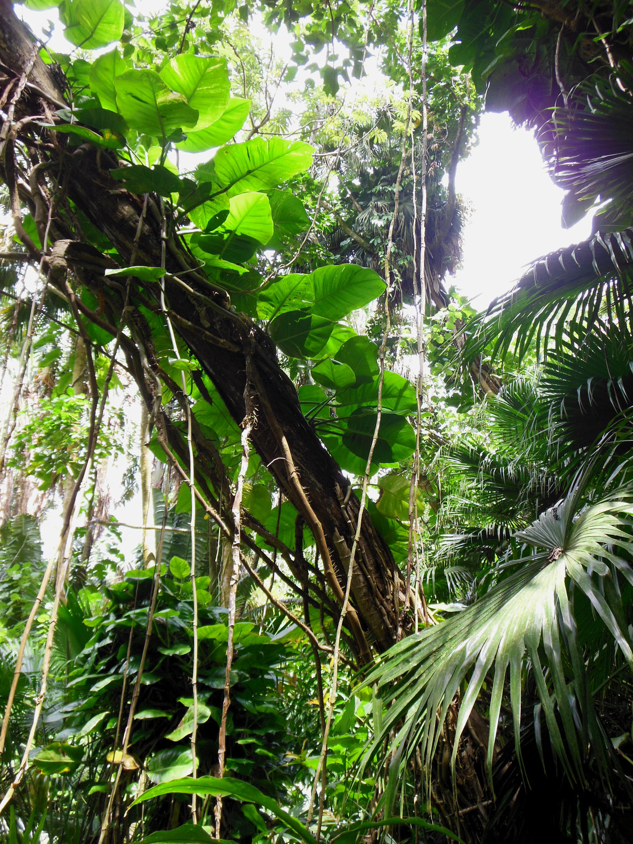 Hawaiian Tropical Rain Forest