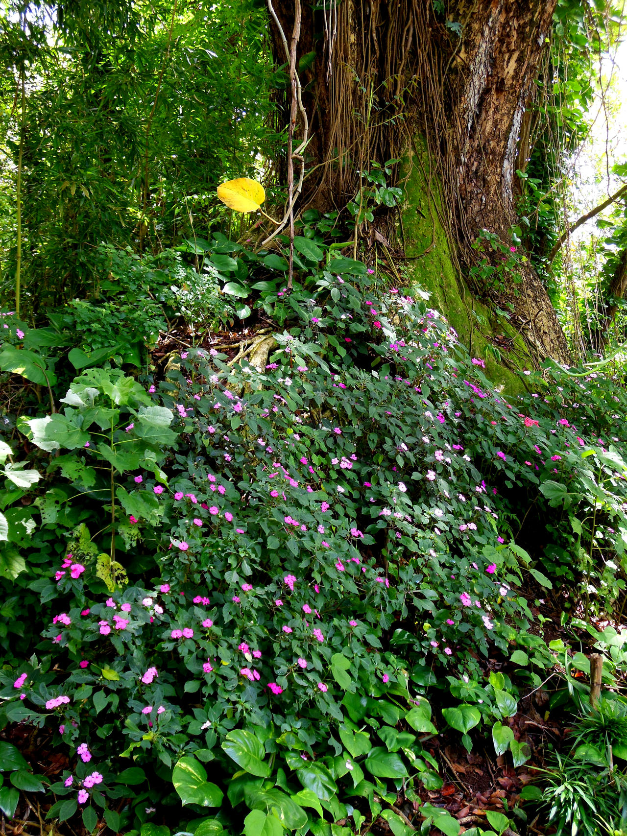 Wild Impatiens