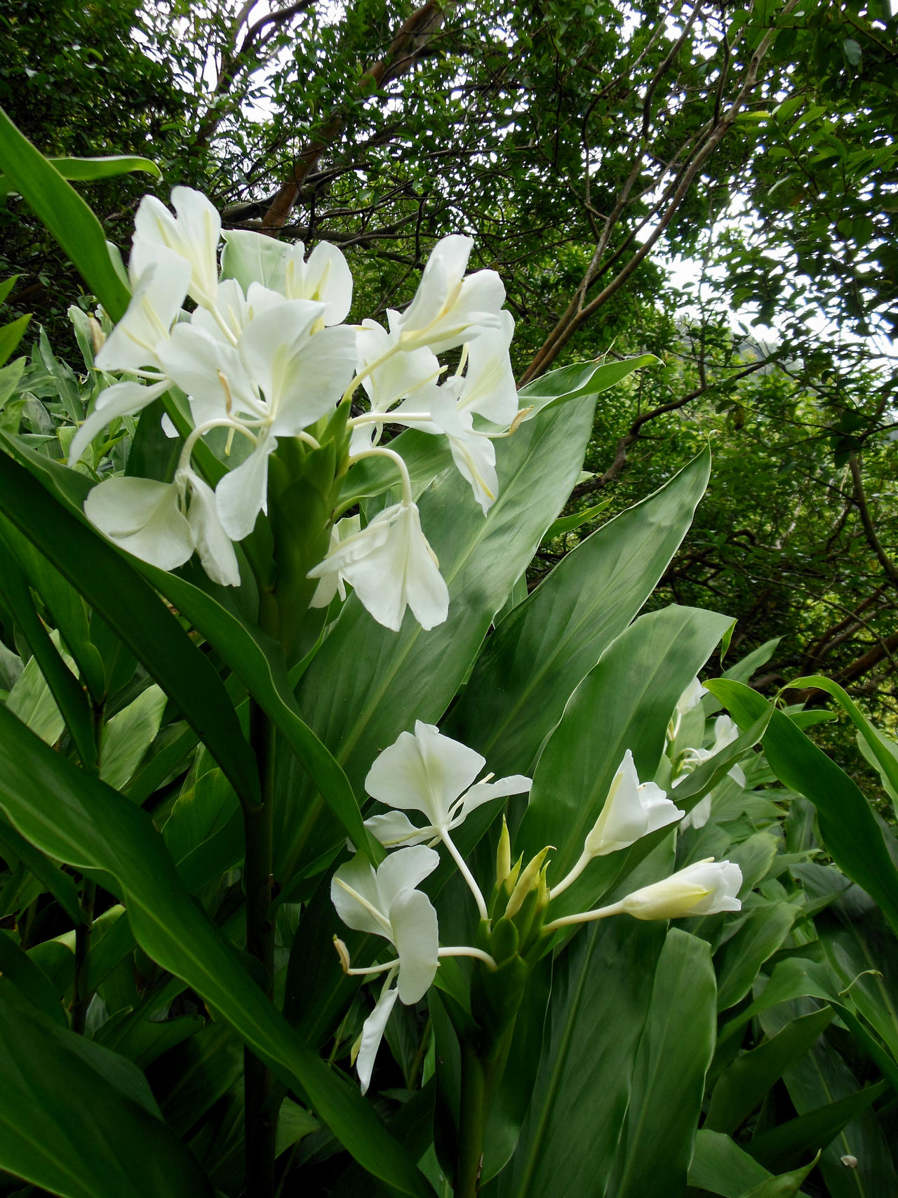 Wild Hawaiian Ginger