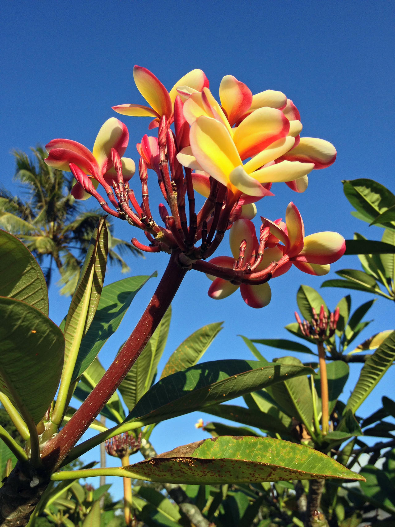 Late Afternoon Frangipani